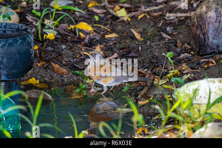 The Endemic Rufous-backed Robin (Turdus rufopalliatus) Takes a Bath, Splashing Water, in a Small Pool Near Gardening Equipment in Punta de Mita, Nayar Stock Photo