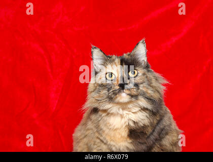 Portrait of one very obese long haired tortoiseshell cat looking directly at viewer, red velvet holiday theme background with copy space. Stock Photo