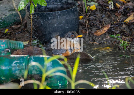 The Endemic Rufous-backed Robin (Turdus rufopalliatus) Takes a Bath, Splashing Water, in a Small Pool Near Gardening Equipment in Punta de Mita, Nayar Stock Photo