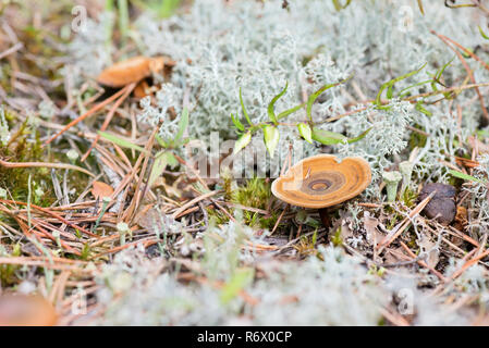 Macro shot of mushroom in white reindeer moss Stock Photo