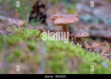 Lactarius rufus growing on forest Stock Photo