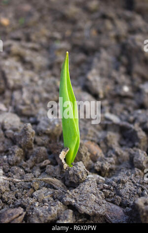 the first green sprouts of seedling plants from the seeds in the ground Stock Photo