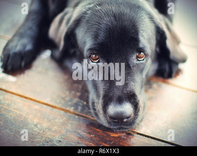 Black Labrador Retriever Dog Stock Photo