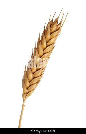 Yellow wheat head illustration, digital painting Stock Photo