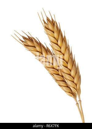 Yellow wheat head illustration, digital painting Stock Photo