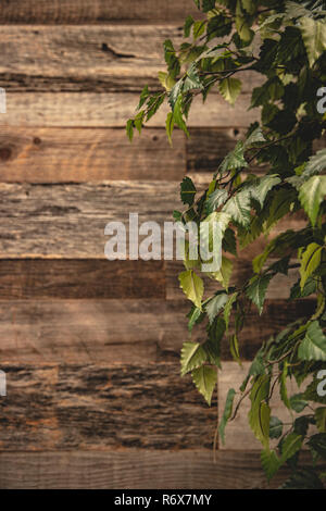 Barnwood wall for background, magazine cover, advertisement. Stock Photo