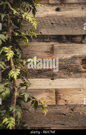 Barnwood wall for background, magazine cover, advertisement. Stock Photo