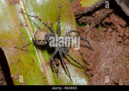 Thinlegged Wolf Spider, Pardosa sp., female with egg case and feeding on prey Stock Photo