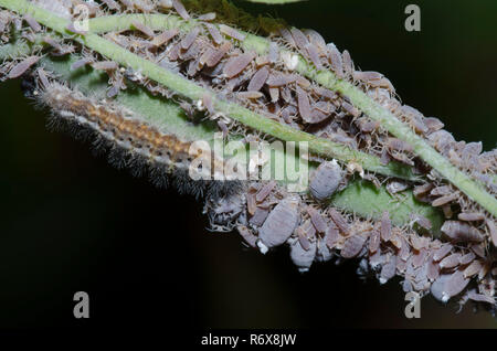 Harvester, Feniseca tarquinius, larva feeding on Woolly Maple Aphids, Neoprociphilus aceris, on bristly greenbrier, Smilax tamnoides Stock Photo
