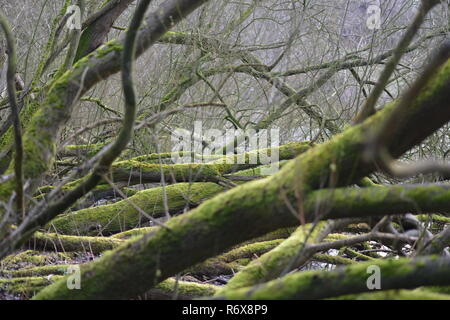Leafless and entangled tree branches covered in moss create a mystical landscape or moss-scape. Stock Photo