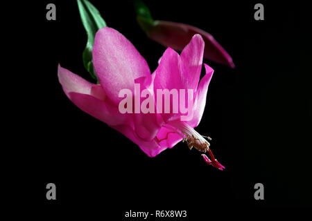 Bud and flower of succulent plant schlumberger isolated on black base. Schlumbergera obtusangola, Schlumbergera russeliana, Schlumbergera opuntioides, Stock Photo
