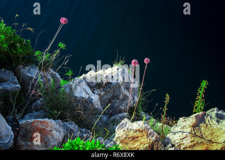 Wild garlic flowers violet flowers on a green lawn against dark background Stock Photo