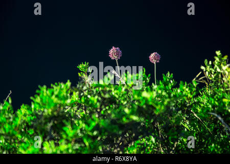 Wild garlic flowers violet flowers on a green lawn against dark background Stock Photo