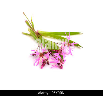 Lychnis flos-cuculi, commonly called Ragged-Robin. Stock Photo