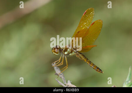 Eastern Amberwing, Perithemis tenera, male Stock Photo