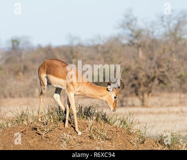 An Impala ram in Southern African savanna Stock Photo - Alamy