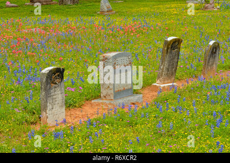 Texas wildflowers in bloom- Paintbrush at the Stockdale cemetery, Stockdale, Texas, USA Stock Photo