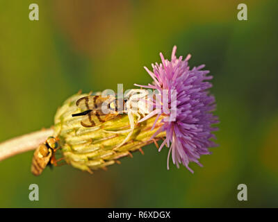 small white crab spider (Misumena vatia) with captured Picture-winged fly (Urophora jaceana) on flower head of Knapweed (Centaurea nigra) in Italy Stock Photo