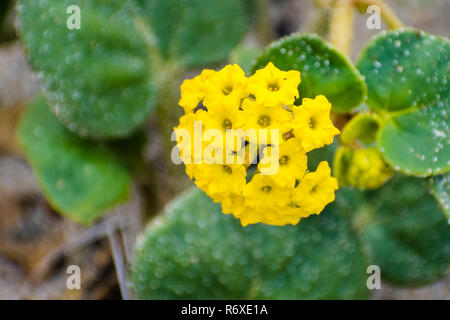 Yellow Sand Verbena (Abronia latifolia) blooming on the beach in Santa Cruz, California Stock Photo