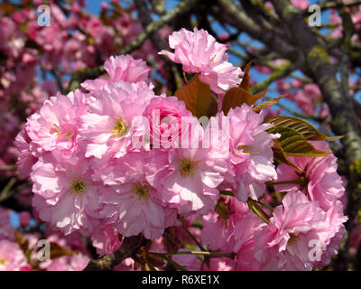 pink cherry blossoms,japanese cherry blossom,prunus serrulata,ornamental cherry,in close-up against a blue sky Stock Photo