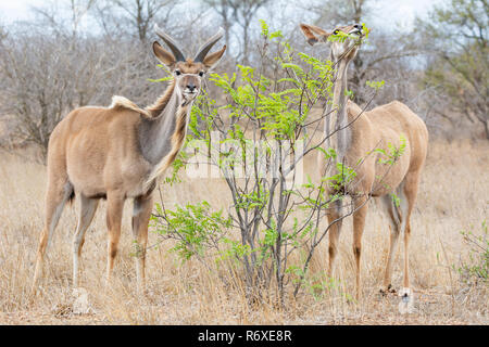A pair of Kudu antelope in Southern African savanna Stock Photo