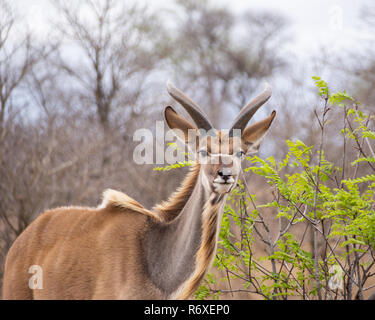 A juvenile Kudu bull in Southern African savanna Stock Photo