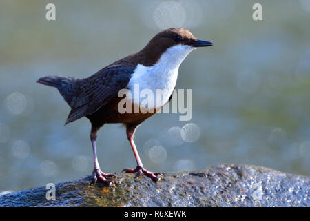 dipper during the courtship Stock Photo