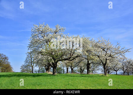 old orchard meadow Stock Photo
