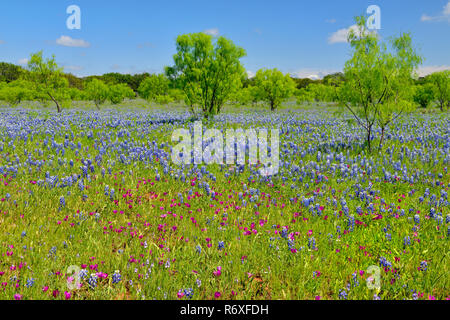 Roadside wildflowers along Threadgill Creek Road featuring Texas bluebonnets and winecup, Mason County, Texas, USA Stock Photo