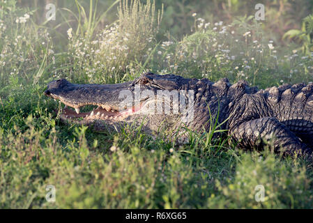 Alligator sunning in grass Stock Photo