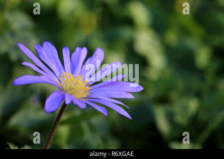 blue-violet blooming balkan windflower anemone blanda Stock Photo