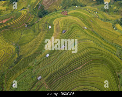 Aerial view of Vietnam landscapes. Yellow rice field in village at Ha ...