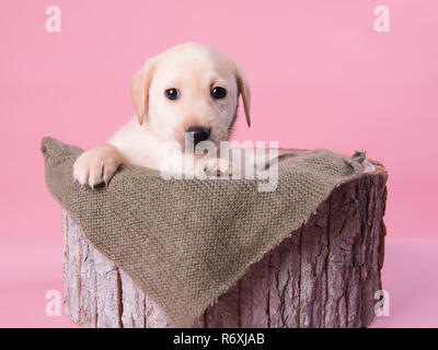 Labrador Puppy Stock Photo