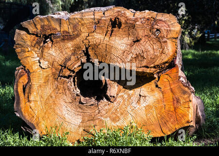 Cross section through an eucalyptus tree, California; Eucalyptus trees are native from Australia and invasive in other parts of the world, such as the Stock Photo