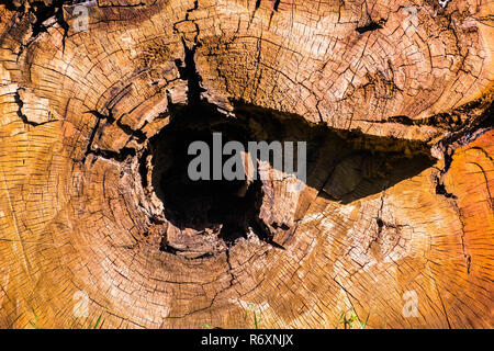 Cross section through an eucalyptus tree, California; Eucalyptus trees are native from Australia and invasive in other parts of the world, such as the Stock Photo