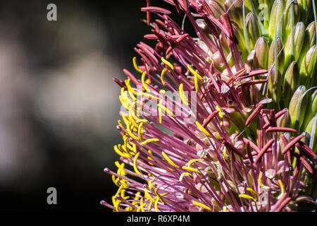 Close up of colorful Agave flower, California Stock Photo