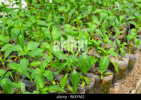 Seedlings of pepper. Pepper in greenhouse cultivation. Seedlings Stock Photo
