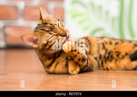 A young Bengal cat lies on the floor and licks its paw with its tongue sticking out. Stock Photo