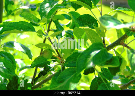 immature green apples on a young tree Stock Photo