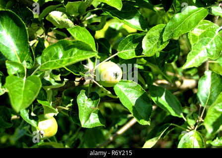 immature green apples on a young tree Stock Photo