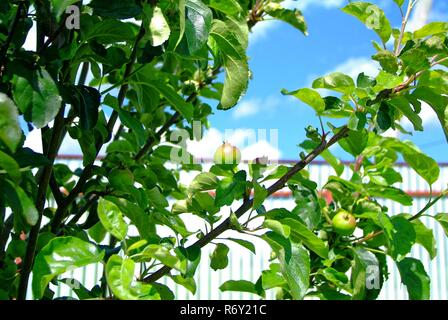 immature green apples on a young tree Stock Photo