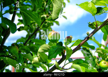 immature green apples on a young tree Stock Photo