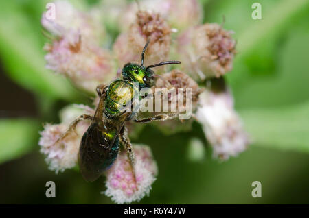 Pure Green Augochlora, Augochlora pura, a type of sweat bee, on Saltmarsh Fleabane, Pluchea odorata Stock Photo