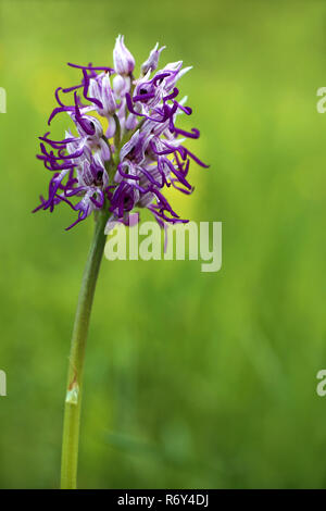 macro of a hybrid between helm orchid and monkey orchid Stock Photo