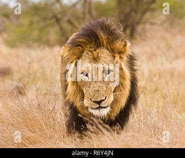 a wild male lion is walking in the grass, Kruger, South Africa Stock Photo