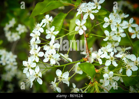 Â blossoms of a rock cherry in spring Stock Photo