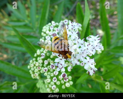 Hornet mimic hoverfly sitting on a white flower Stock Photo