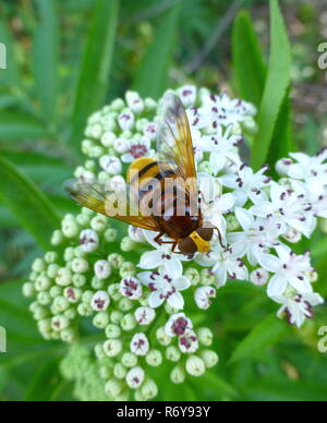 Hornet mimic hoverfly sitting on a flower Stock Photo