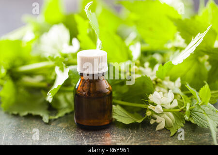 White dead nettle with aroma oil on old table. Stock Photo