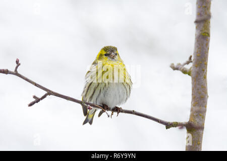 Female black-headed goldfinch Stock Photo